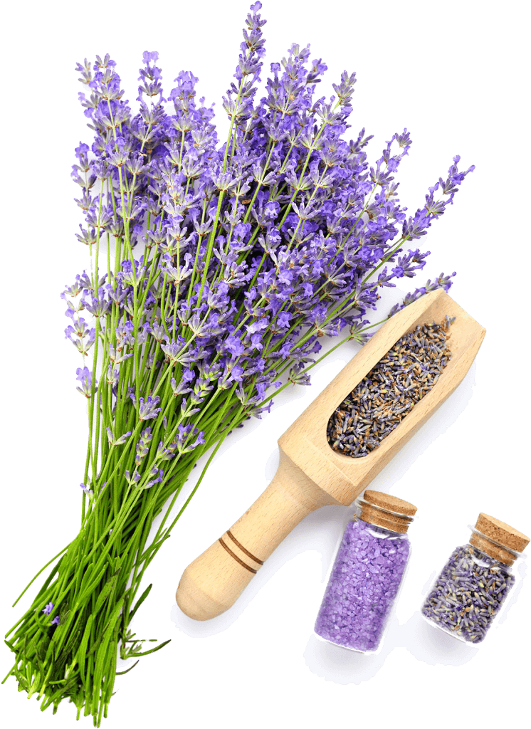 natural cosmetics with flowers of lavender on whit ES6XUDB 746x1024 1